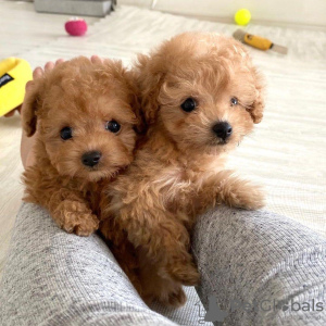 Photo №4. I will sell poodle (toy) in the city of Франкфурт-на-Майне. breeder - price - 402$