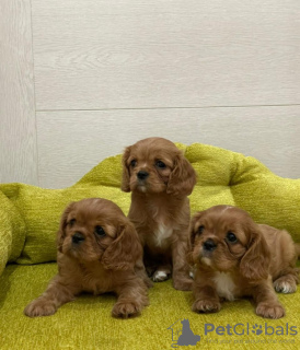 Photo №1. cavalier king charles spaniel - for sale in the city of Brussels | 402$ | Announcement № 94269
