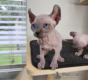 Photo №2 to announcement № 89679 for the sale of sphynx cat - buy in Germany private announcement
