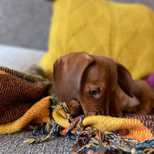 Photo №2 to announcement № 163556 for the sale of  - buy in New Zealand 