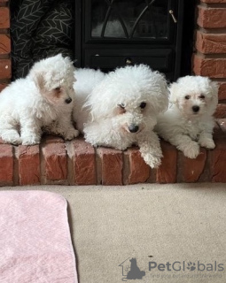 Photo №2 to announcement № 36099 for the sale of bichon frise - buy in Lithuania private announcement