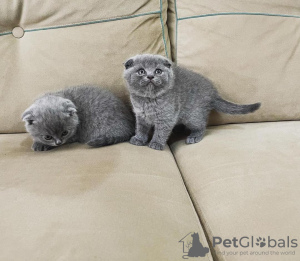 Photo №1. scottish fold - for sale in the city of Four Corners | 250$ | Announcement № 96239