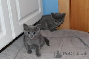 Photo №1. russian blue - for sale in the city of Krakow | 516$ | Announcement № 173286