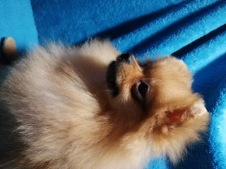 Photo №2 to announcement № 3658 for the sale of pomeranian - buy in Russian Federation breeder