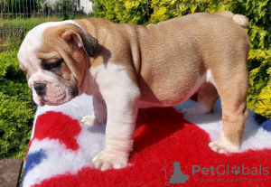 Photo №4. I will sell english bulldog in the city of Gdańsk. breeder - price - 1585$