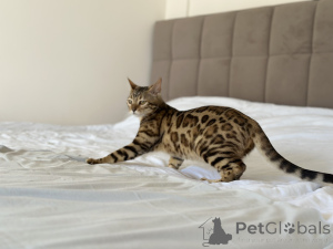 Photo №3. Bengal cat. United States