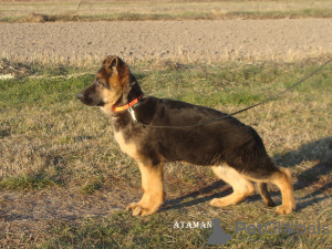 Photo №1. german shepherd - for sale in the city of Остер | 400$ | Announcement № 15363