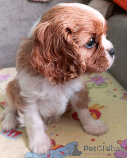 Photo №2 to announcement № 69410 for the sale of cavalier king charles spaniel - buy in Russian Federation breeder