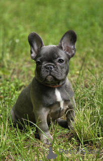 Photo №2 to announcement № 169202 for the sale of french bulldog - buy in Russian Federation breeder