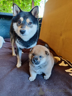 Photo №3. Shiba Inu puppy boy vaccinated with RKF documents. Russian Federation