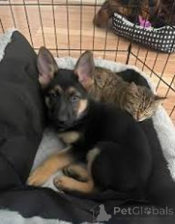 Photo №1. german shepherd - for sale in the city of Flensburg | 1125$ | Announcement № 167597