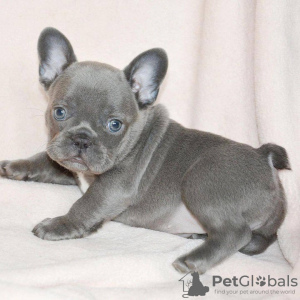 Photo №1. french bulldog - for sale in the city of Newcastle upon Tyne | 380$ | Announcement № 125625