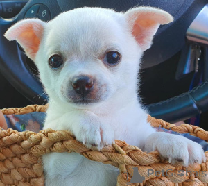 Photo №3. Adorable Chihuahua Puppies for free adoption. Germany