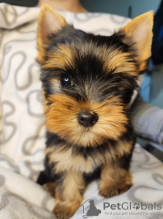 Photo №4. I will sell yorkshire terrier in the city of Zrenjanin. breeder - price - negotiated