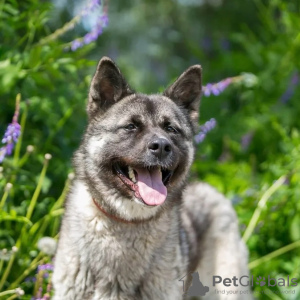 Photo №3. Incredible dog Nori is looking for a home!. Russian Federation