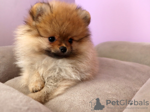 Photo №4. I will sell pomeranian in the city of Kiev. from nursery - price - 1400$
