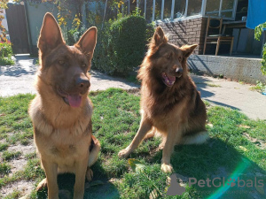 Additional photos: Liver German Shepherd puppies
