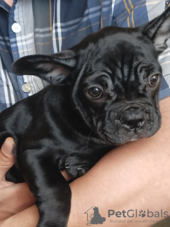 Photo №2 to announcement № 69493 for the sale of french bulldog - buy in Belarus private announcement