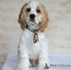 Photo №1. american cocker spaniel - for sale in the city of Berlin | 528$ | Announcement № 113696