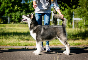 Photo №1. alaskan malamute - for sale in the city of Minsk | negotiated | Announcement № 2884