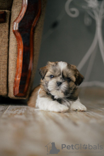 Additional photos: Selling a puppy shih tzu in Kharkov.