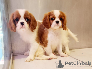 Photo №2 to announcement № 162235 for the sale of cavalier king charles spaniel - buy in Slovenia 