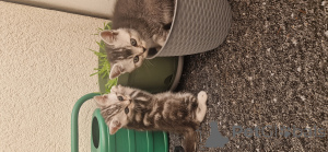 Photo №3. Милые британскиhr. Germany