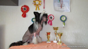 Additional photos: It is proposed to knit a male Chinese Crested dog.