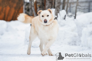 Photo №1. non-pedigree dogs - for sale in the city of Москва | Is free | Announcement № 49545