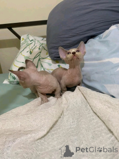 Photo №2 to announcement № 138914 for the sale of bambino - buy in Germany private announcement, breeder