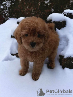 Photo №2 to announcement № 94698 for the sale of poodle (toy) - buy in Serbia breeder