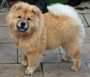 Photo №3. chow chow puppies for adoption. Germany