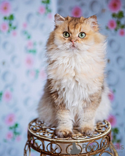 Photo №1. british longhair - for sale in the city of Брюк | 1057$ | Announcement № 79245