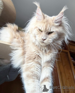 Photo №2 to announcement № 102669 for the sale of maine coon - buy in Germany 