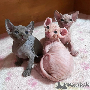 Photo №1. sphynx cat - for sale in the city of Helsinki | negotiated | Announcement № 174623