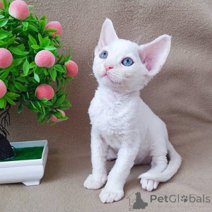 Photo №1. devon rex - for sale in the city of Berlin | 250$ | Announcement № 155493