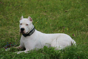 Photo №1. dogo argentino - for sale in the city of Москва | 665$ | Announcement № 3097