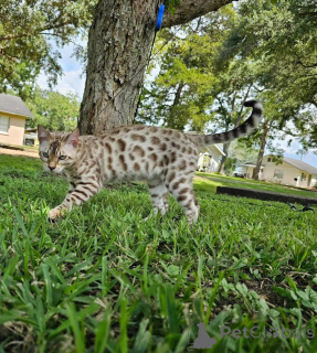 Photo №1. bengal cat - for sale in the city of Skövde | 706$ | Announcement № 153251