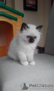Photo №1. birman - for sale in the city of Золинген | Is free | Announcement № 106380