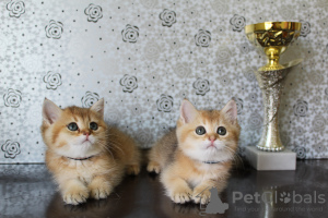 Photo №2 to announcement № 7300 for the sale of british shorthair - buy in Turkey from nursery