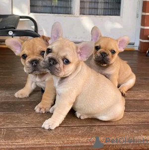 Photo №1. french bulldog - for sale in the city of Wyoming | 300$ | Announcement № 36204
