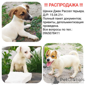 Photo №1. jack russell terrier - for sale in the city of Krivoy Rog | 147$ | Announcement № 11311