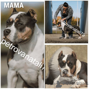 Photo №4. I will sell american bully in the city of Krasnodar. breeder - price - negotiated