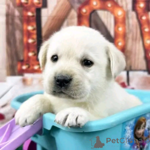 Photo №1. labrador retriever - for sale in the city of Berlin | 753$ | Announcement № 137166