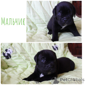 Photo №2 to announcement № 11960 for the sale of cane corso - buy in Russian Federation breeder