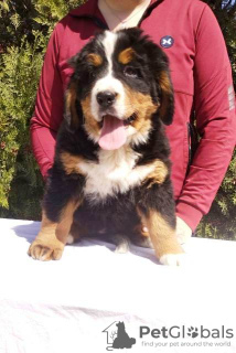 Photo №4. I will sell bernese mountain dog in the city of Валево.  - price - 634$