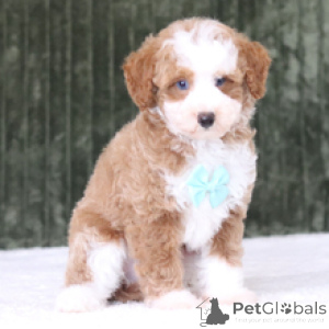 Photo №3. Bruce Poodle Male 11 weeks old Ready to go home. Germany