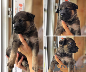 Additional photos: Puppies looking for a home
