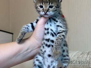 Photo №2 to announcement № 124030 for the sale of savannah cat - buy in Cyprus private announcement