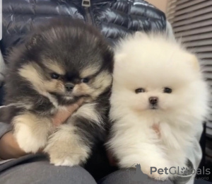 Photo №2 to announcement № 10479 for the sale of pomeranian - buy in Netherlands from nursery